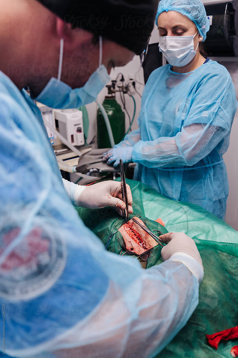 Veterinary And Anesthetist During A Medical Operation.