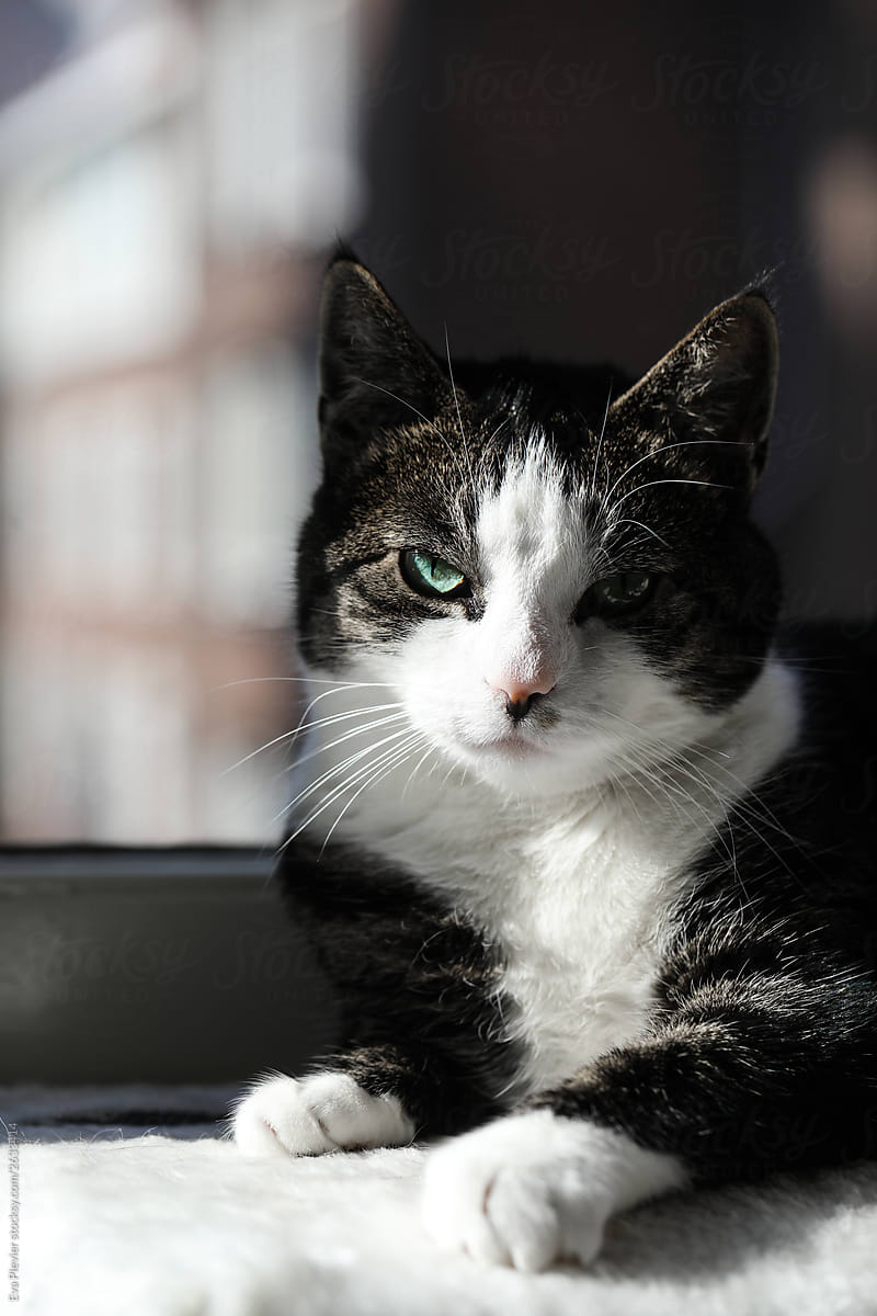 Cat on a windowsill in the sun