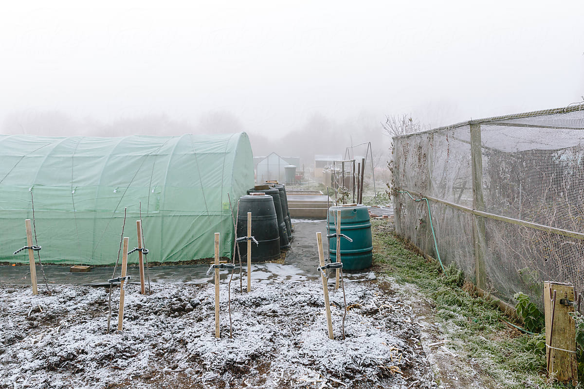 Frost on allotment garden in winter