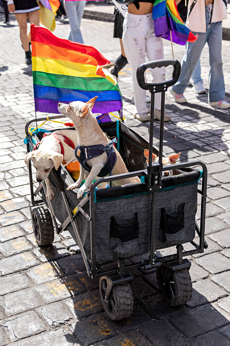 A Dog Stroller During The LGBT+ Pride March In Mexico City