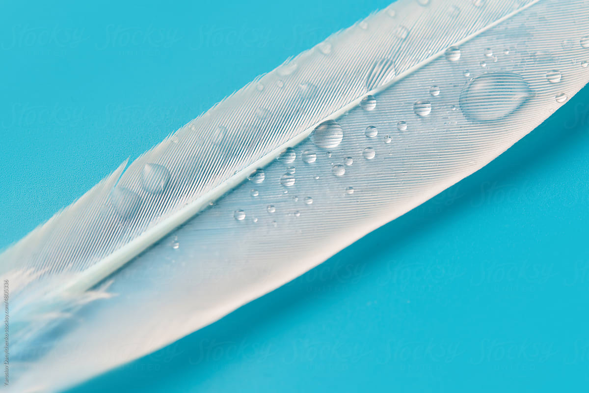 Delicate feather with water drops.