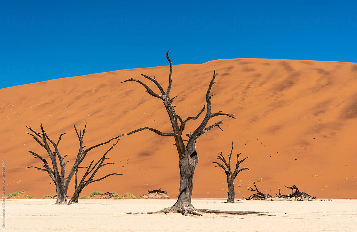 Dead trees and dunes with blue sky in desert, Namibia, Africa.