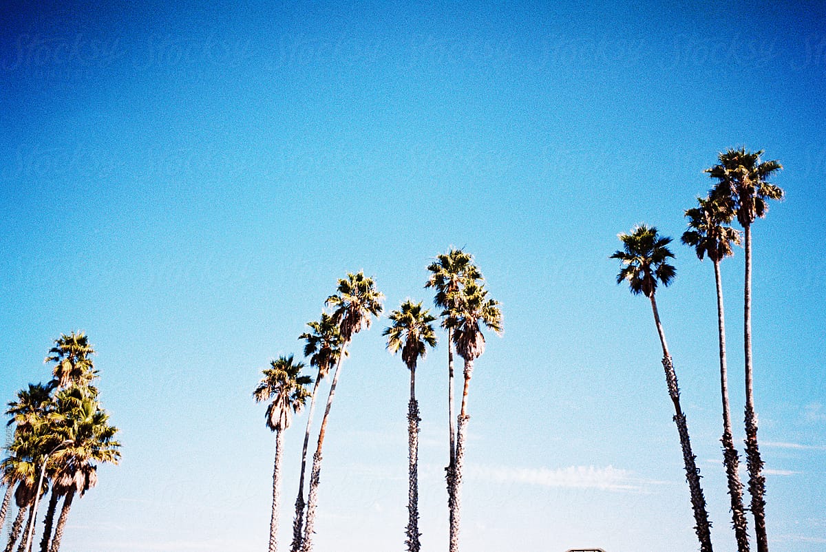 california palm trees against blue sky