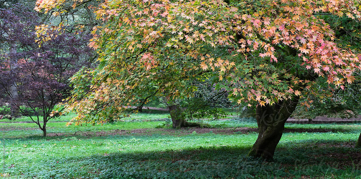Pastel shades of Autumn. Winkworth Arboretum. UK