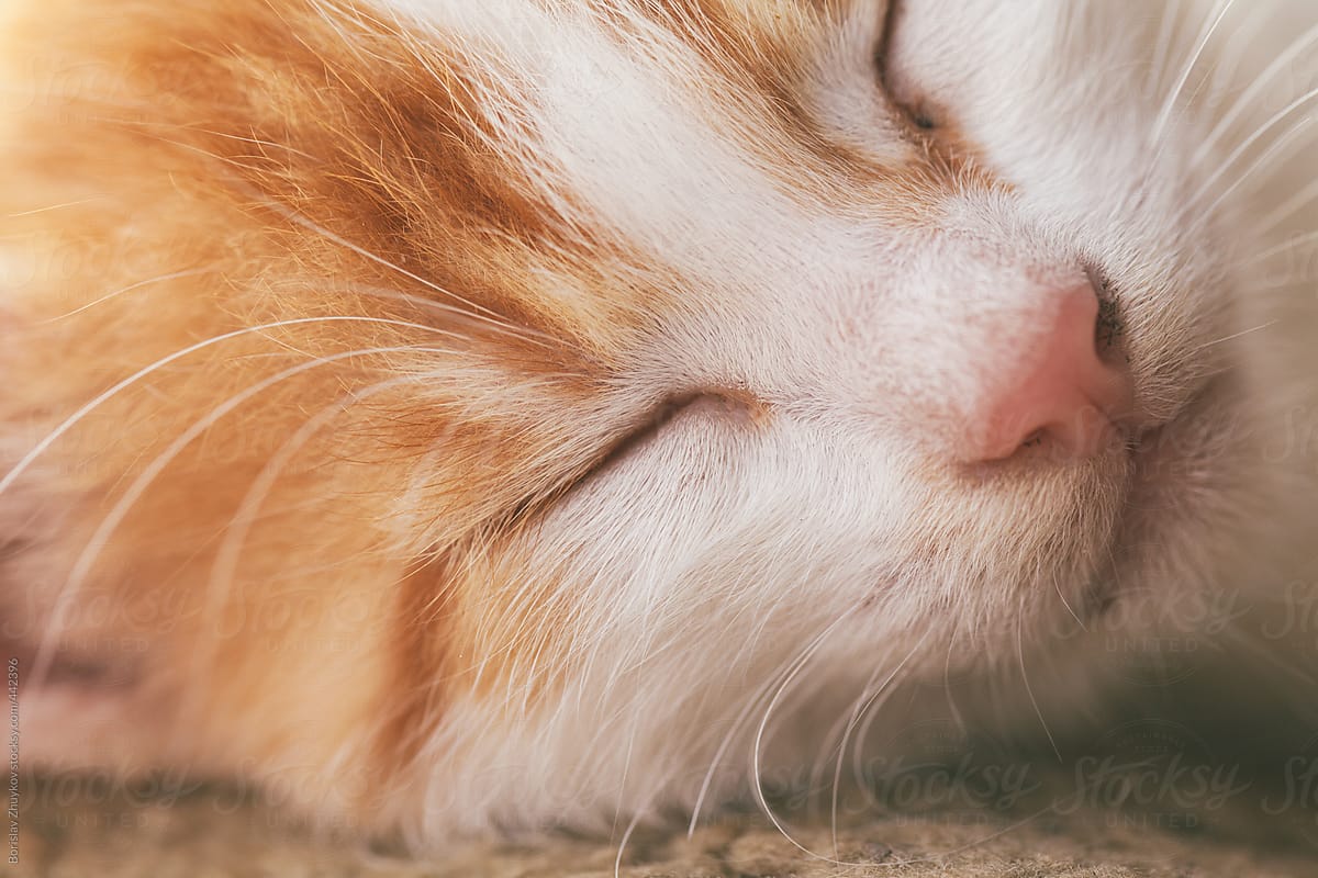 Sleepy Orange Kitten
