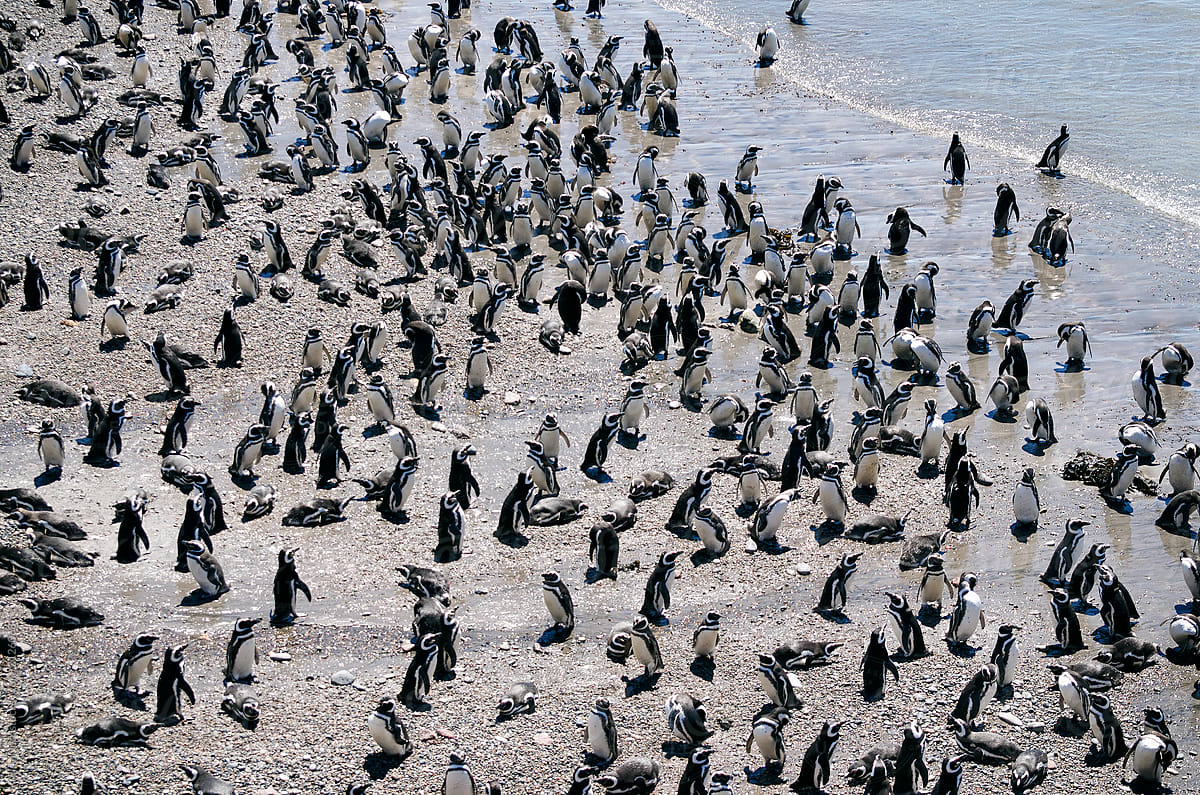 Numerous Magellanic penguins at the beach