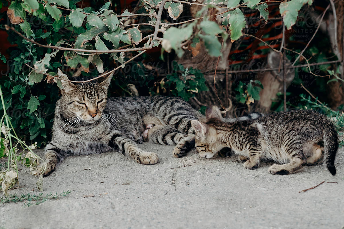 Abandoned cats on the street