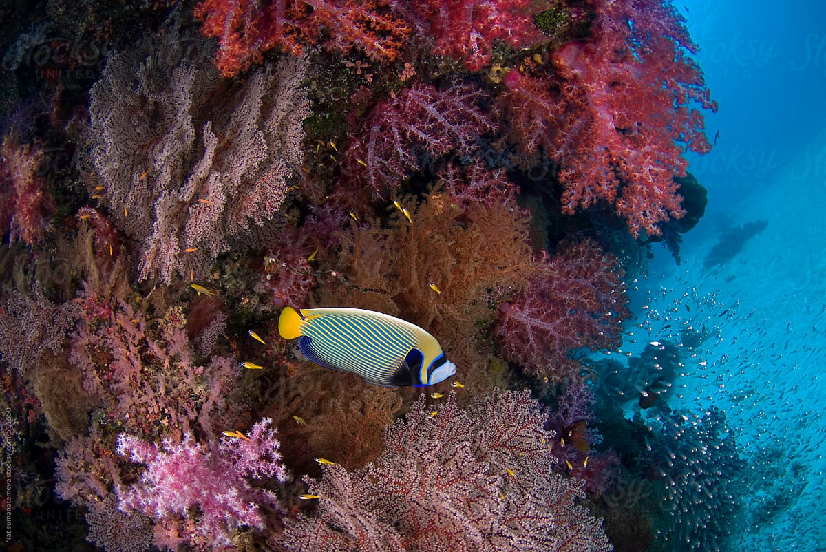 Colourful reef
