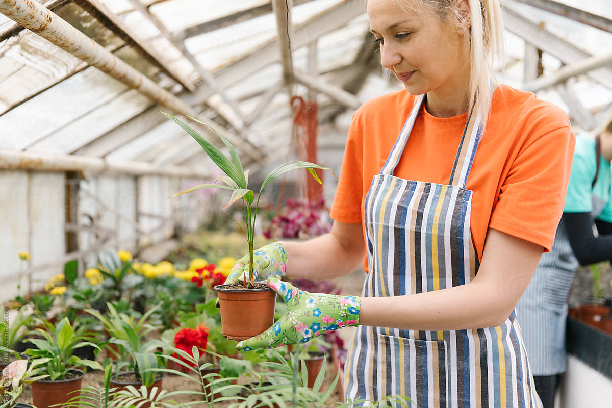 Caucasian women taking care of flowers in greenhouse