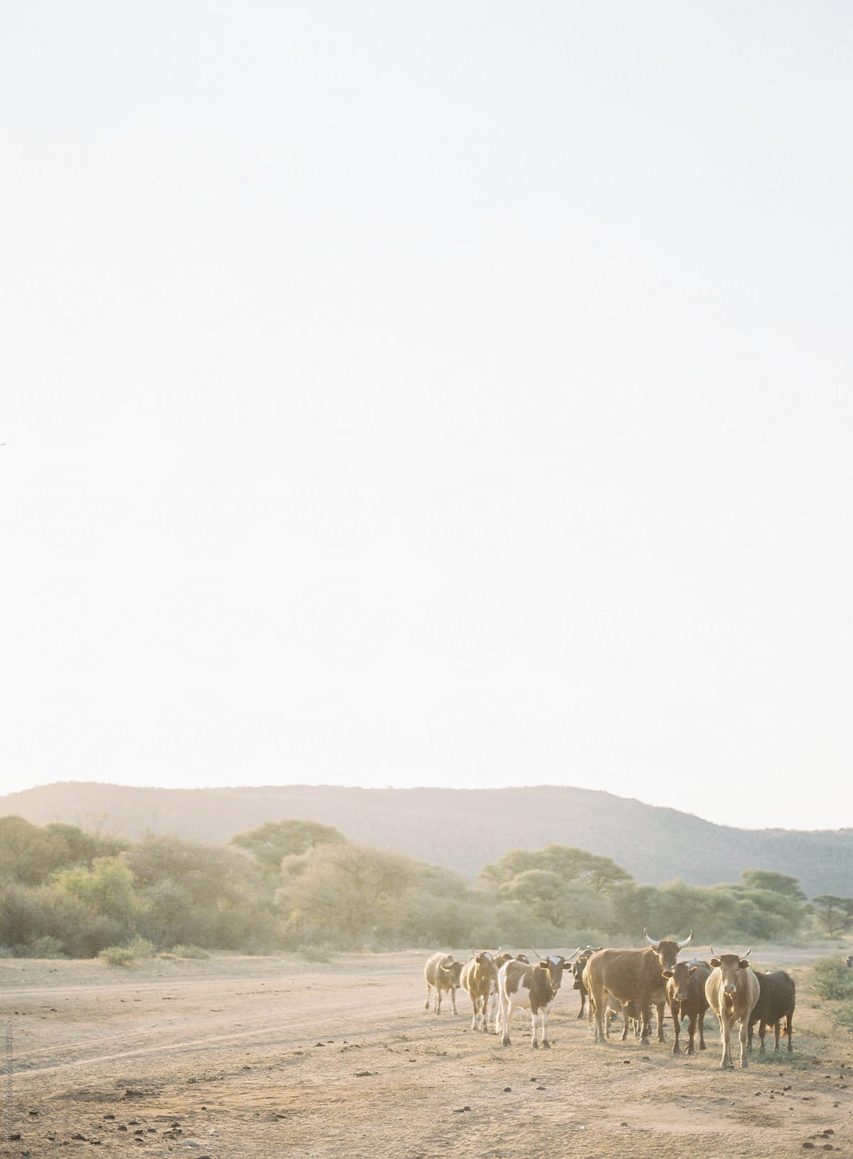 Cattle grazing in botswana