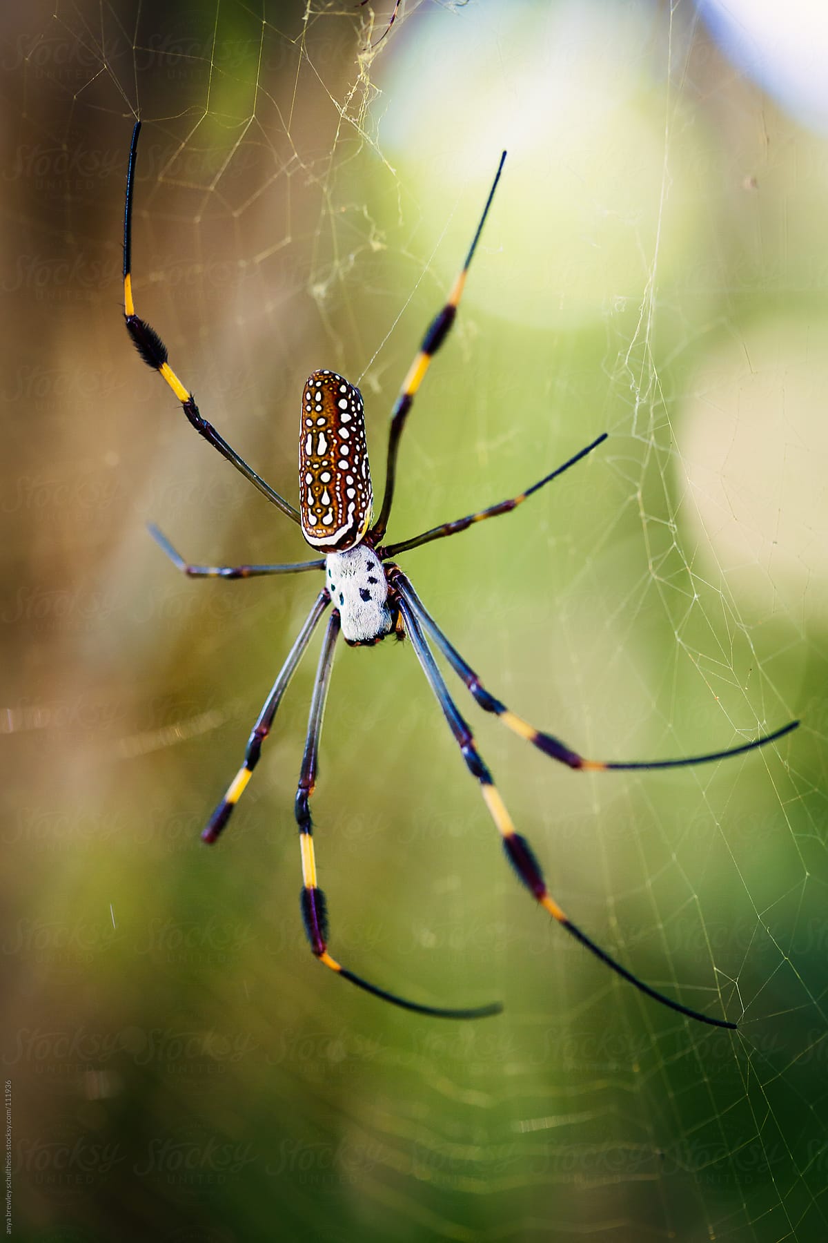 Closeup of a spider with speckled abdomen on a web