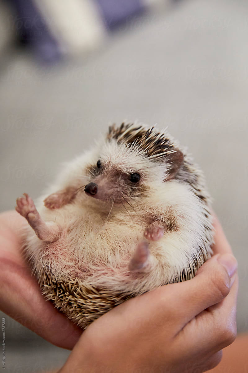 Person Holding A Cute Little Hedgehog