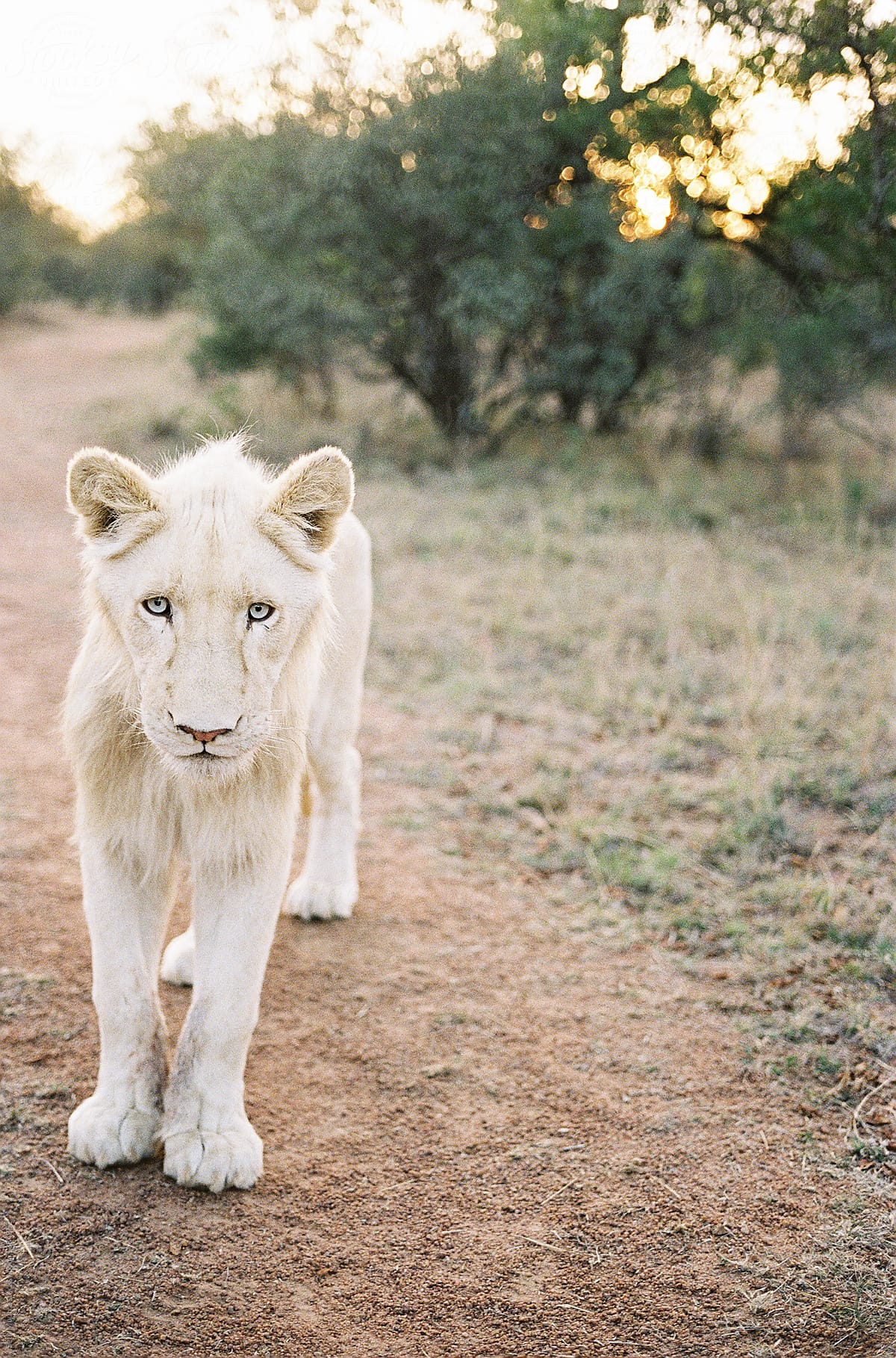 Michael the white lion