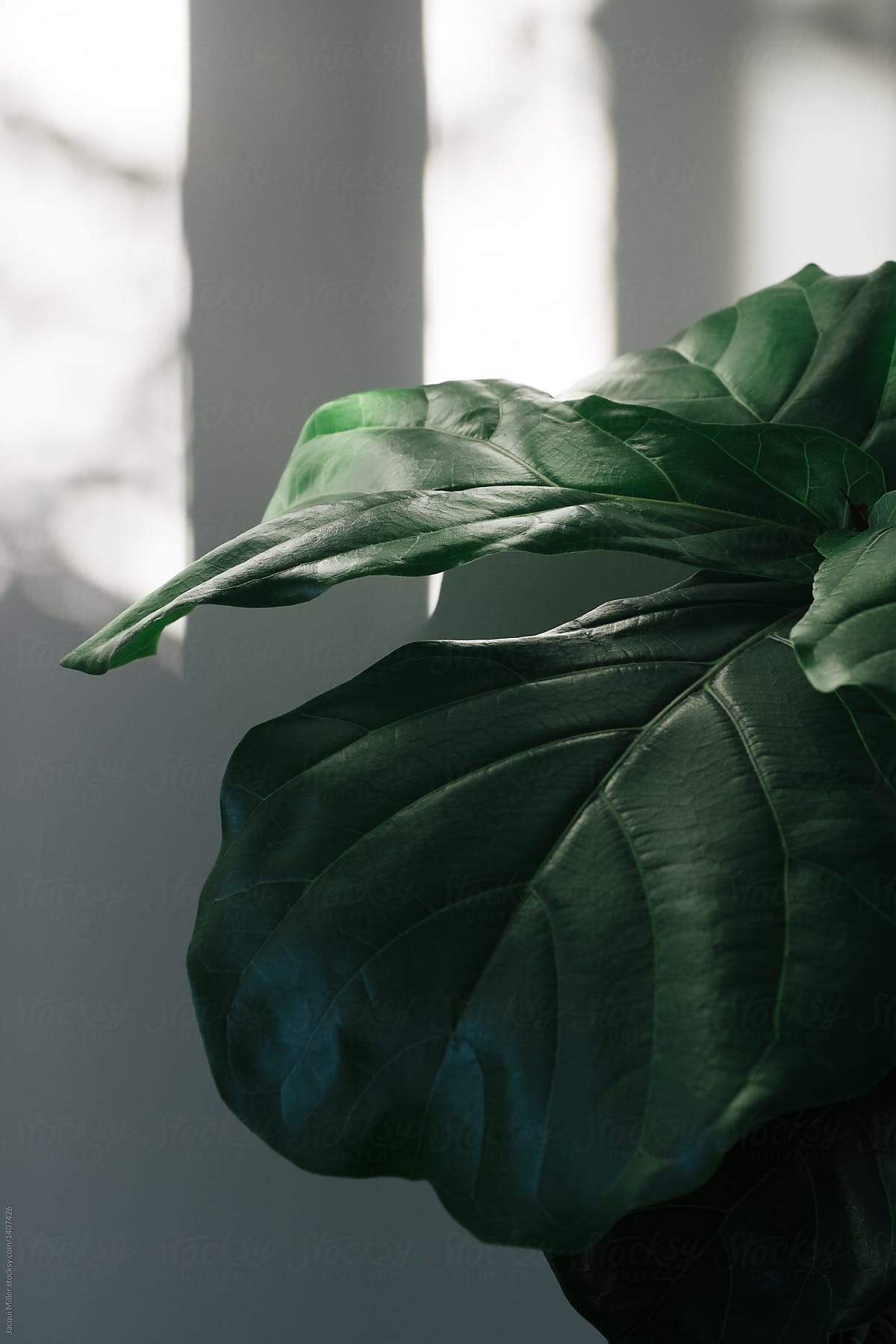 Ficus lyrata (Fiddle Leaf Fig) in late afternoon light