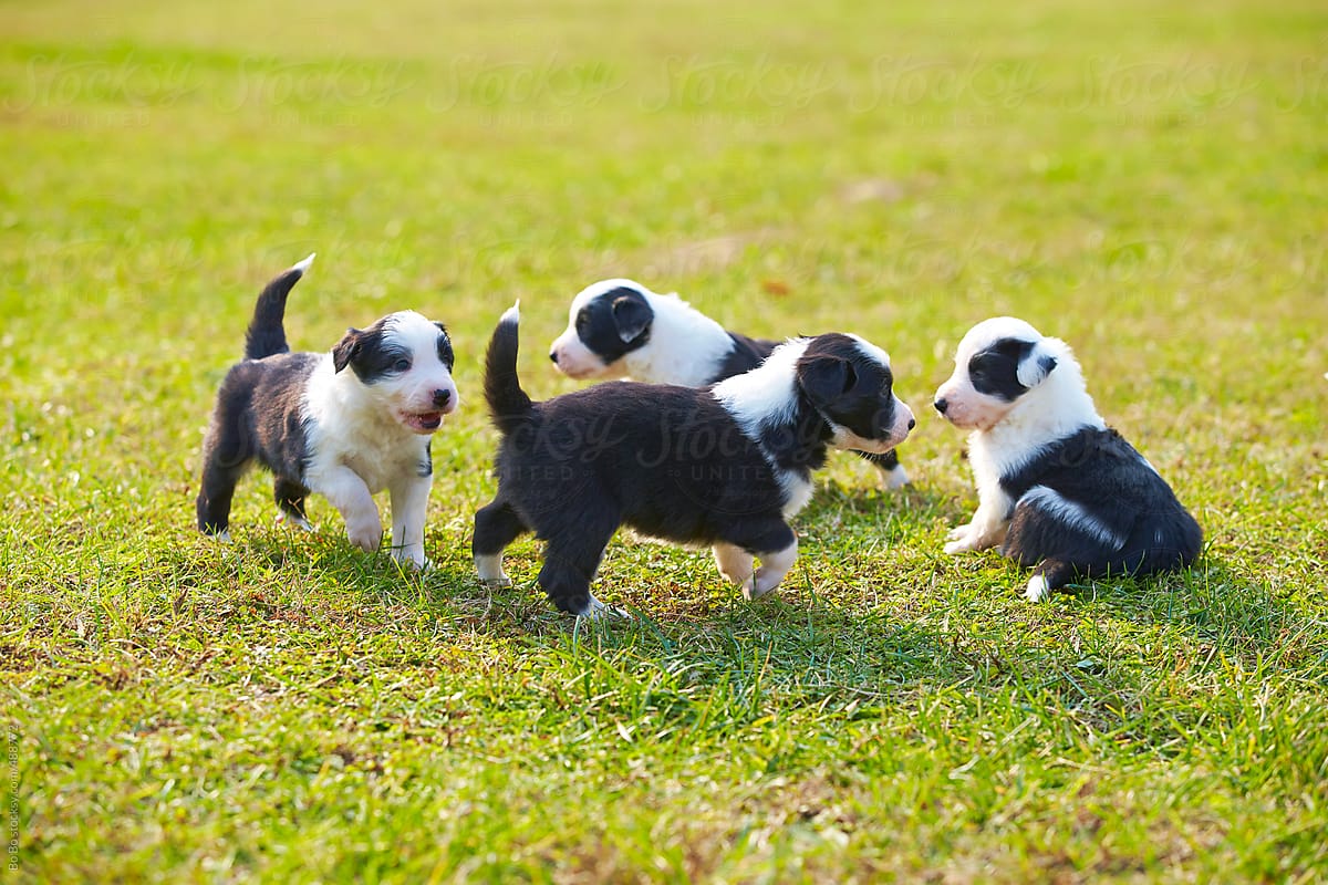 Family of four lovely young border collies puppy outdoor in the nature grassland.