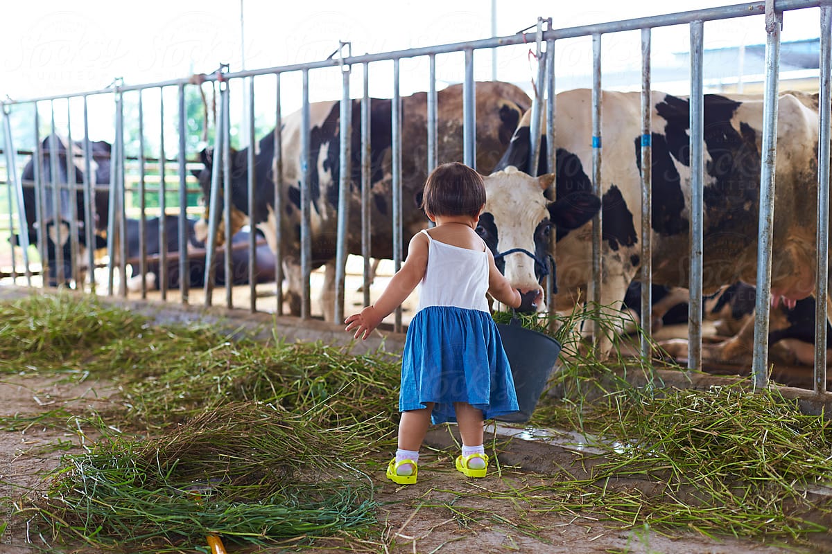 lovely little girl feeding cow in the dairy farm