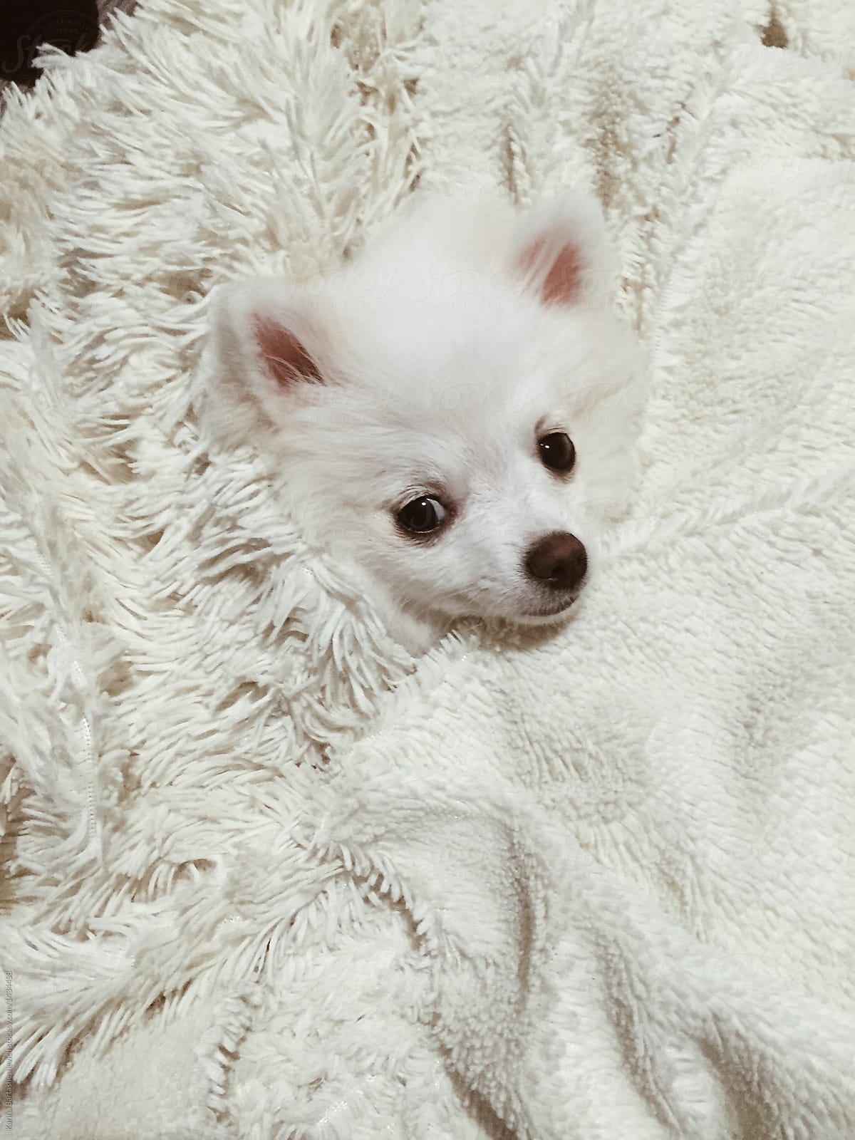 portrait of a white puppy in a furry blanket