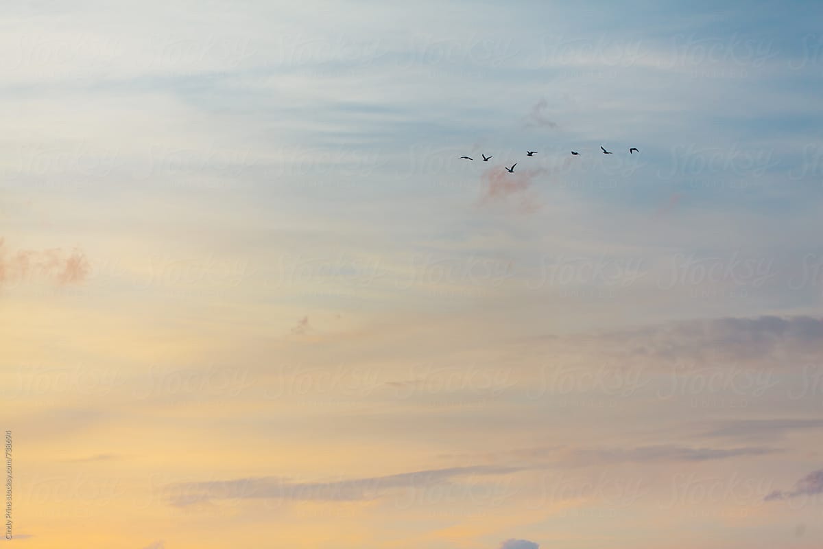 A flock of birds flying in the sky at sunset