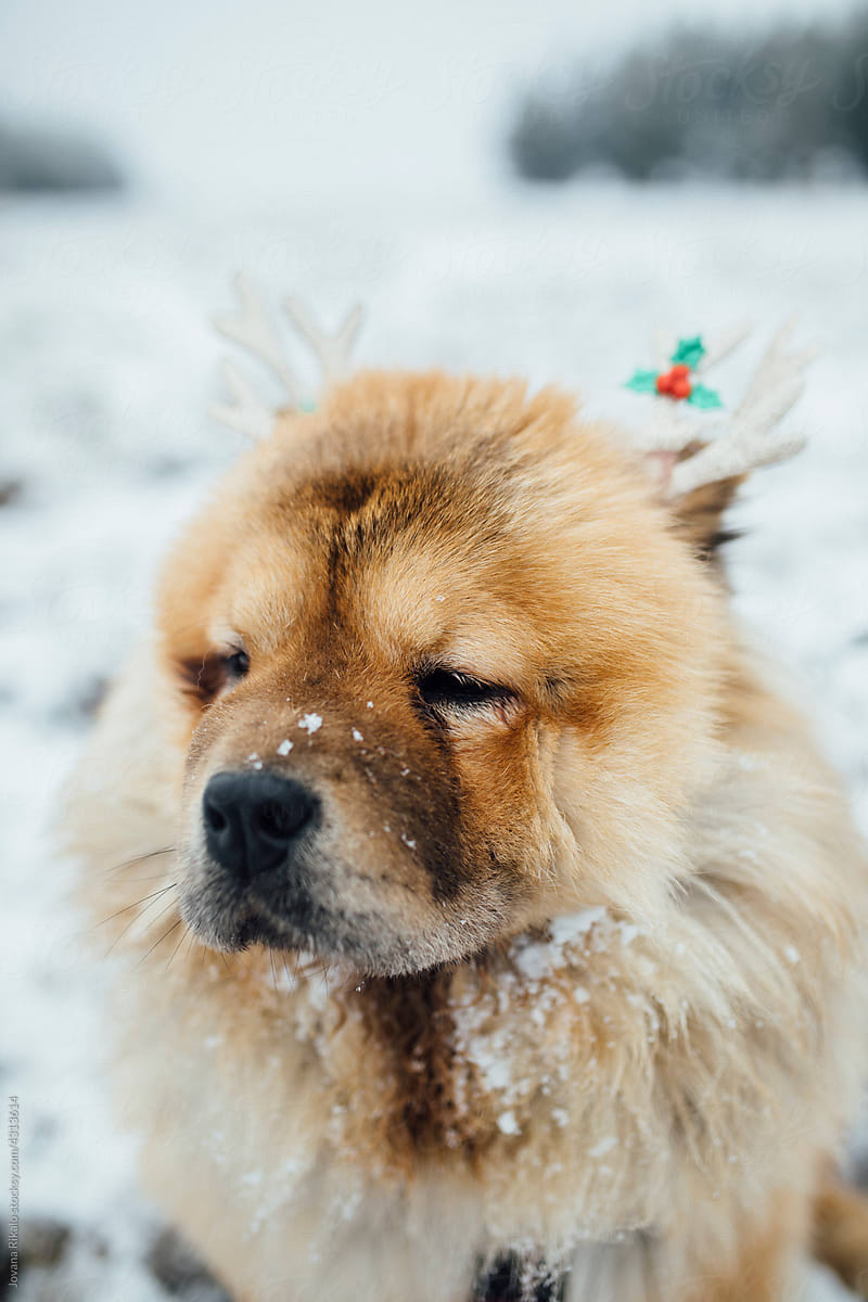Chow chow dog wearing Christmas hat