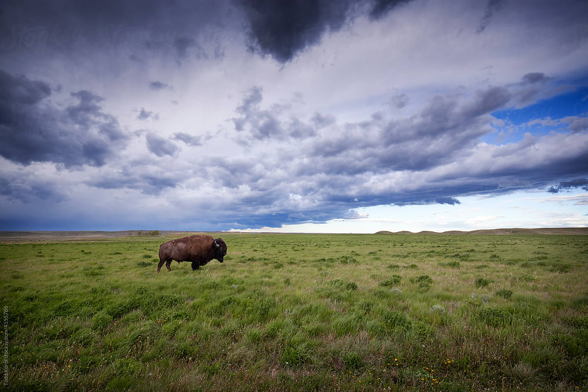 A lone bison in the grasslands.