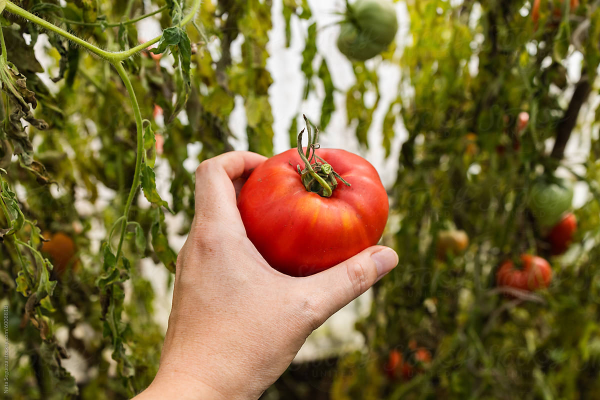 Harvesting Fresh Tomato in Greenhouse Garden