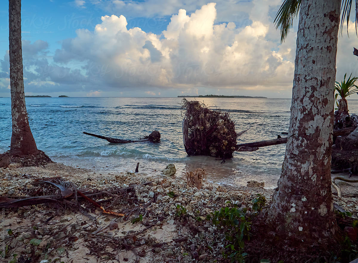 Uprooted fallen coconut palm trees - sea level rise, Pacific island