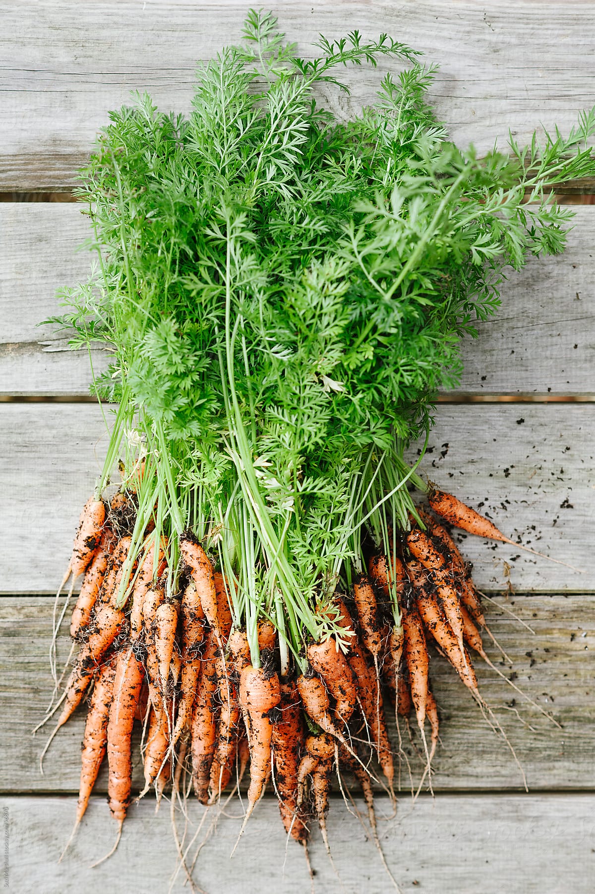 Freshly picked carrots on a wooden table