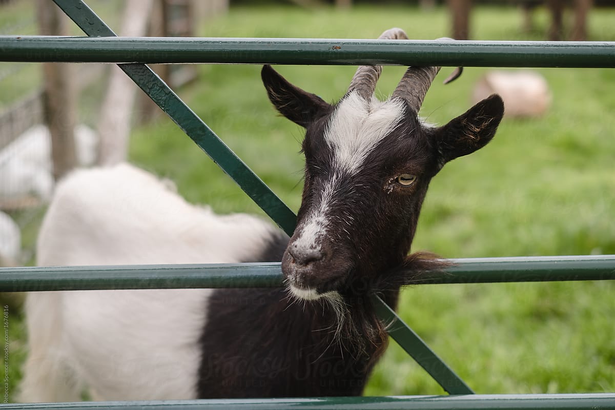 Goat looking through a closed gate