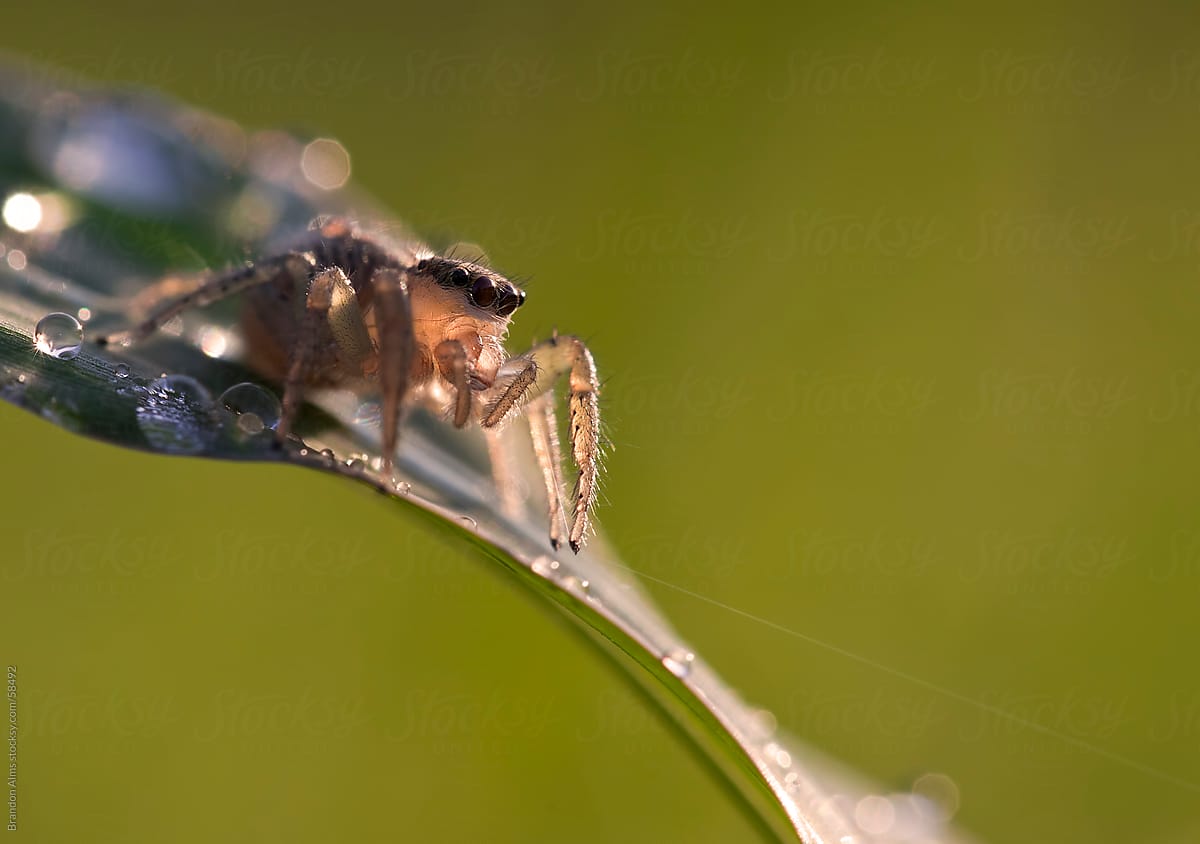 Jumping Spider Macro on Blade of Grass