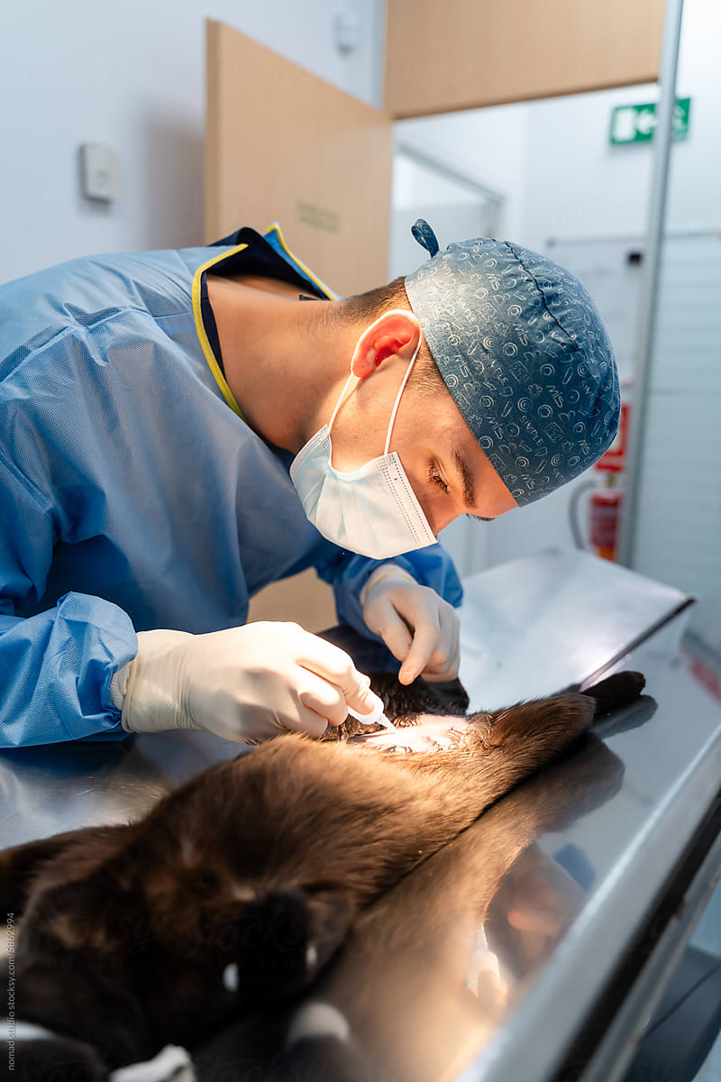 Veterinarian cleans suture after surgery.