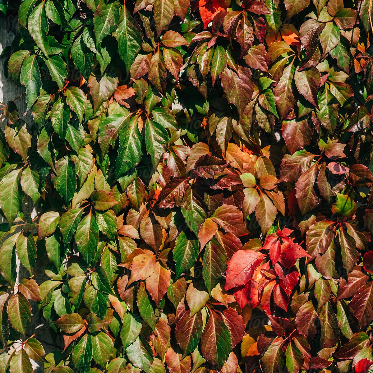 "Colourful Leaves As A Background" by Stocksy Contributor "Mosuno