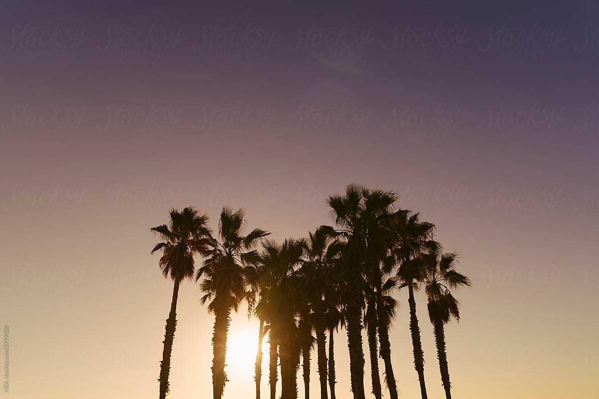Group of Palm Tree Against a Purple Sky at the Sunset. Copy space and Sun Flare