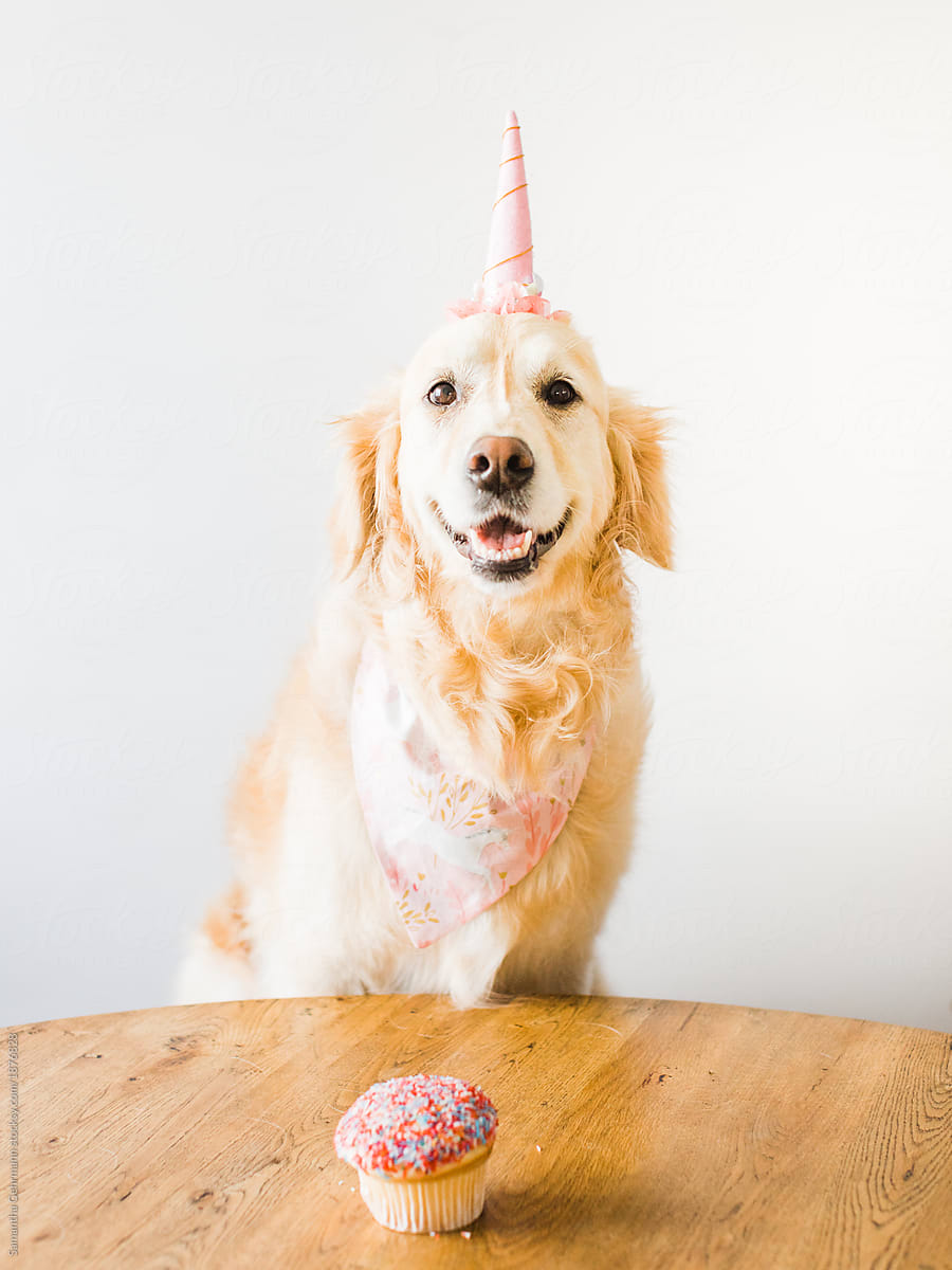 Birthday dog wearing unicorn horn