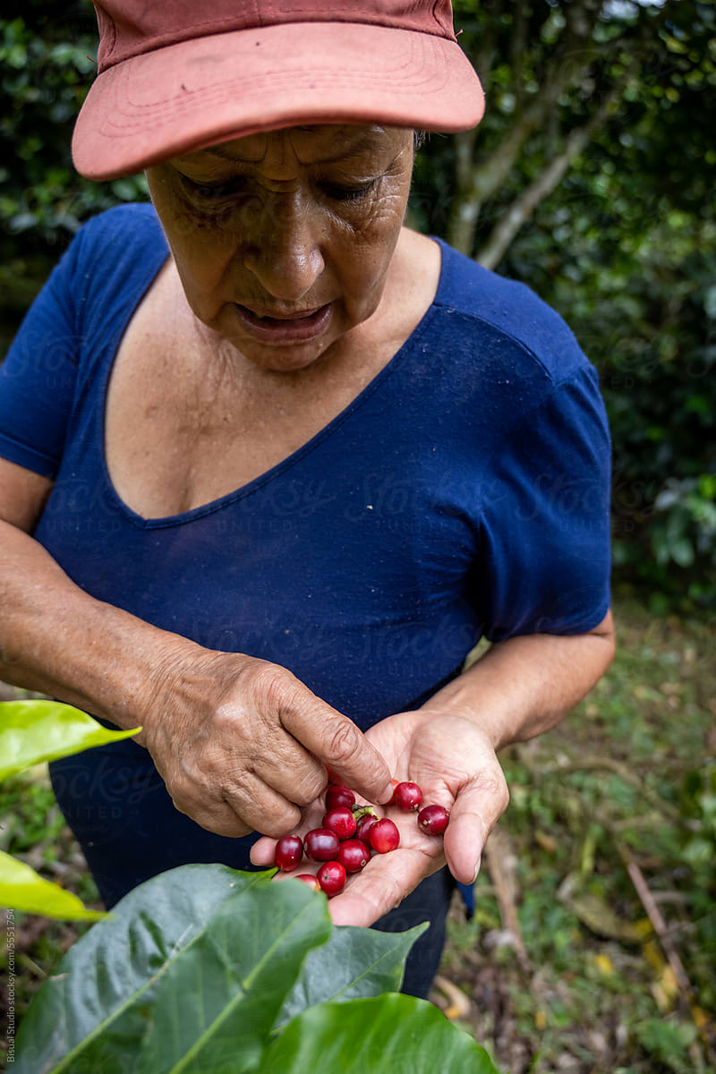 Woman hand picking red ripe coffee berries