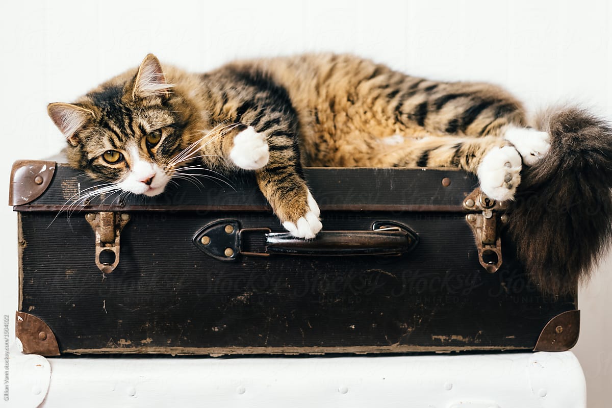 cat lying on vintage suitacase