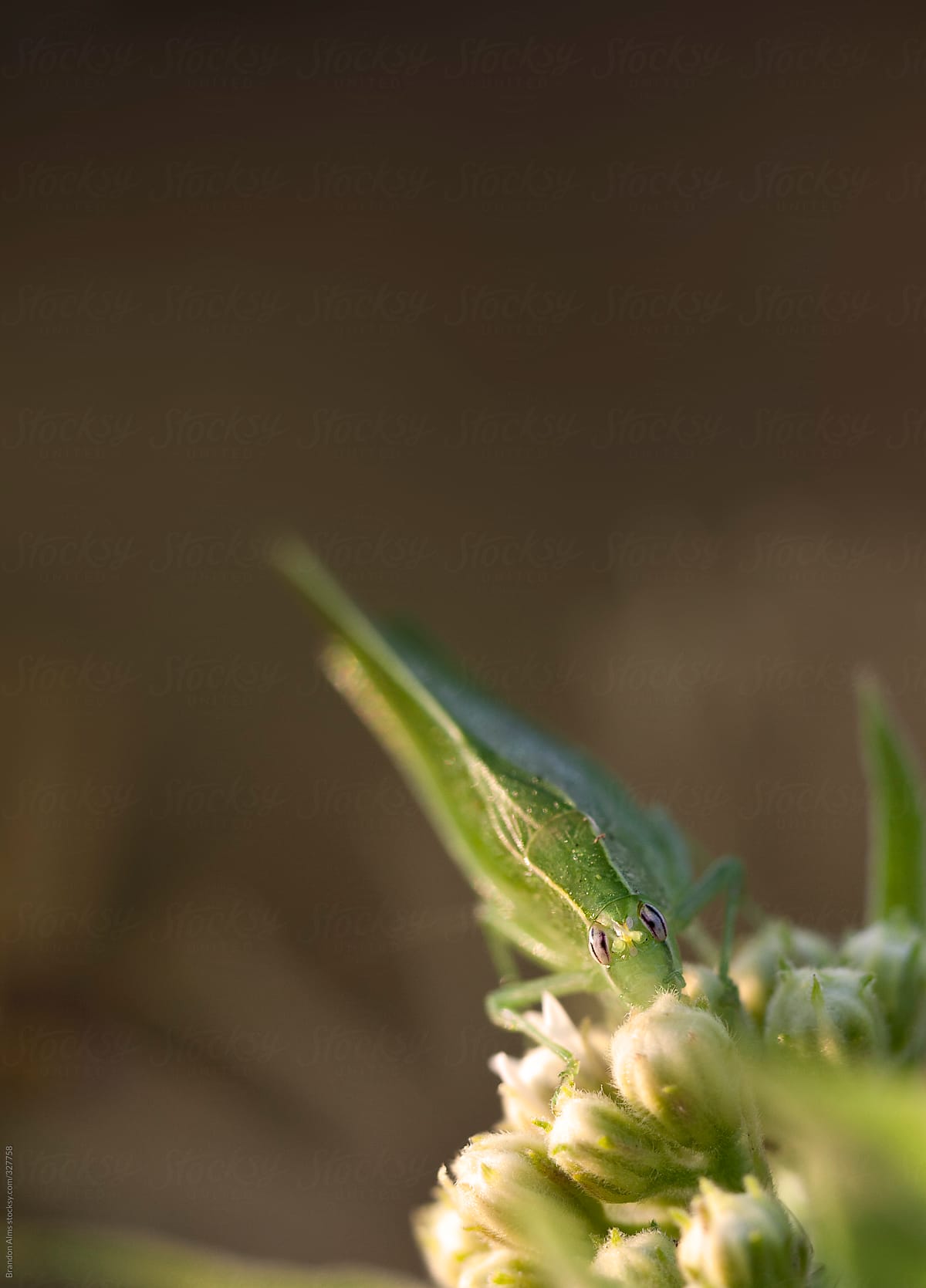 Macro of a Katydid Insect on a Flowering Plant