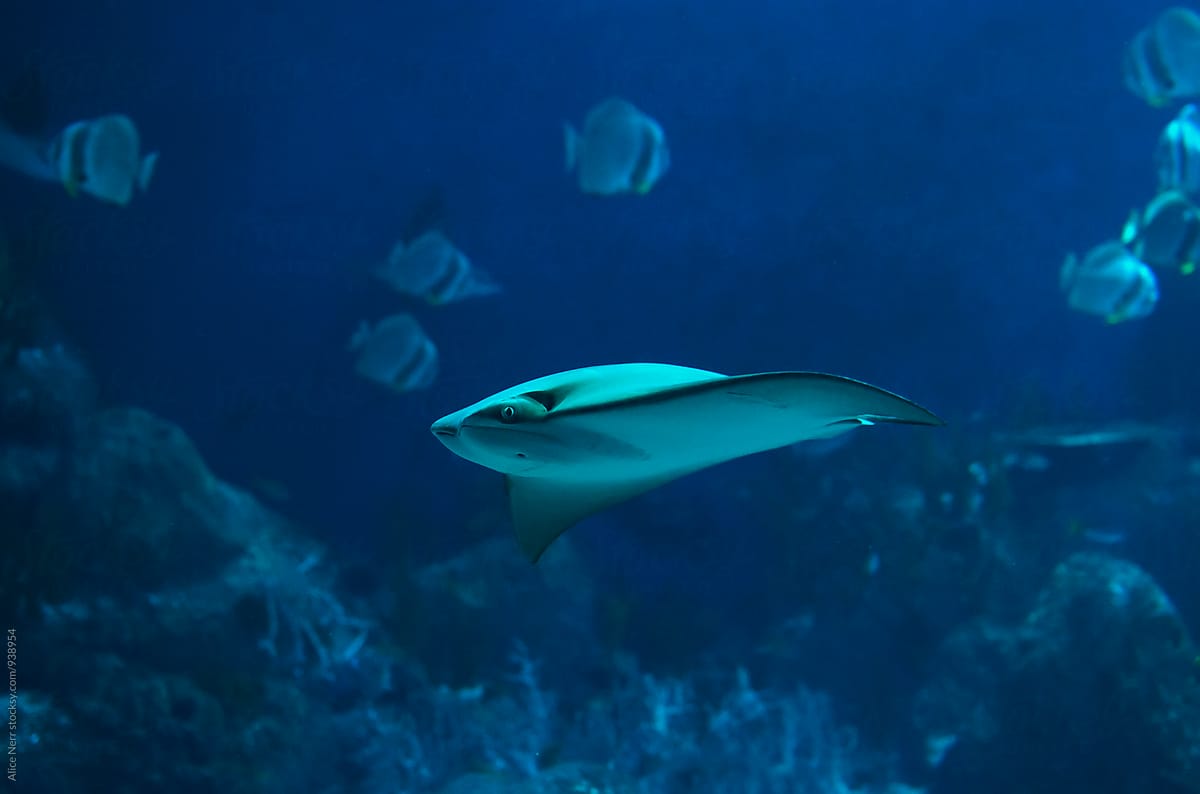 Cownose ray swimming in the deep blue
