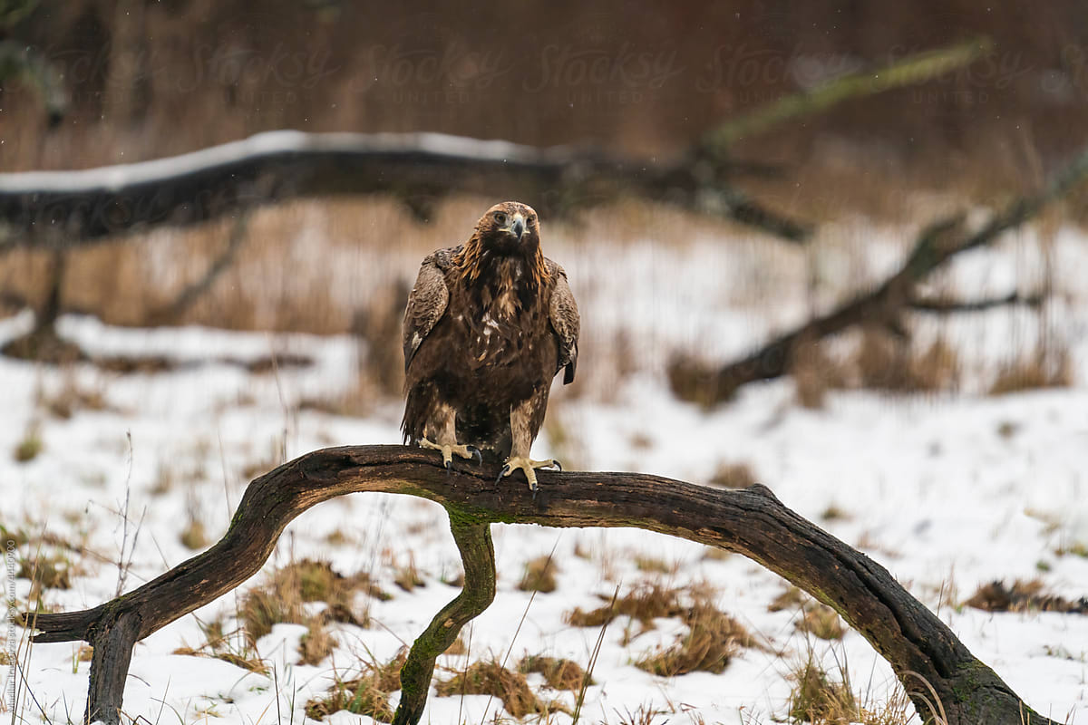 Golden Eagle Perched On A Branch