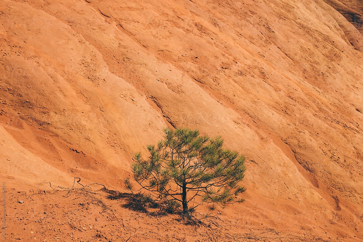 Small evergreen tree growing on Ochre Cliffs, near Roussillon, Southern France