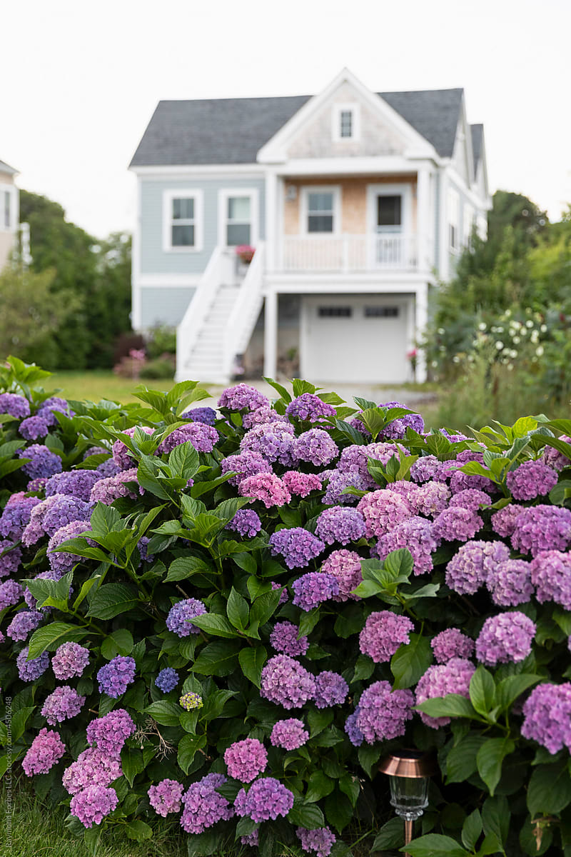 Hydrangea garden is colorful bloom in New England