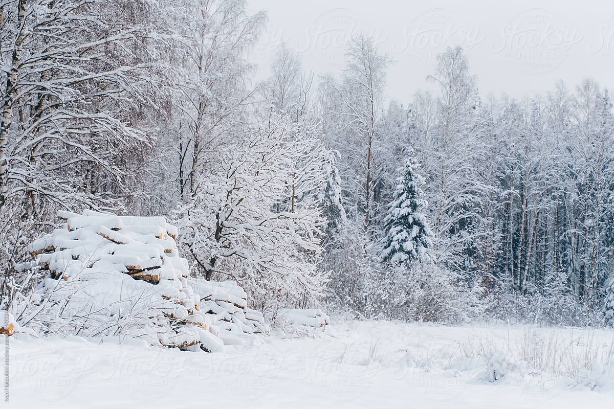Snow-covered fir trees, neatly stacked wooden logs. Winter forest.