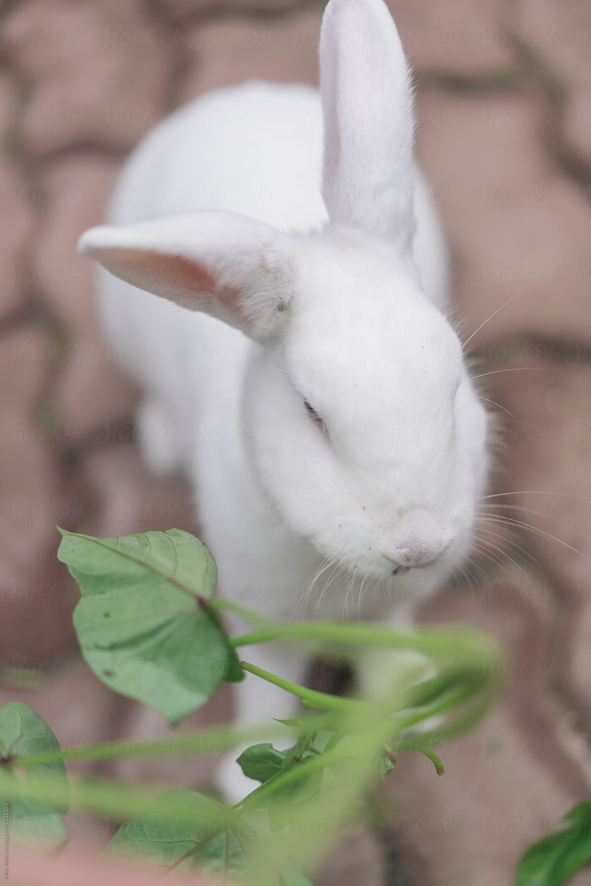 Chewing rabbit,with sweet potato leaves