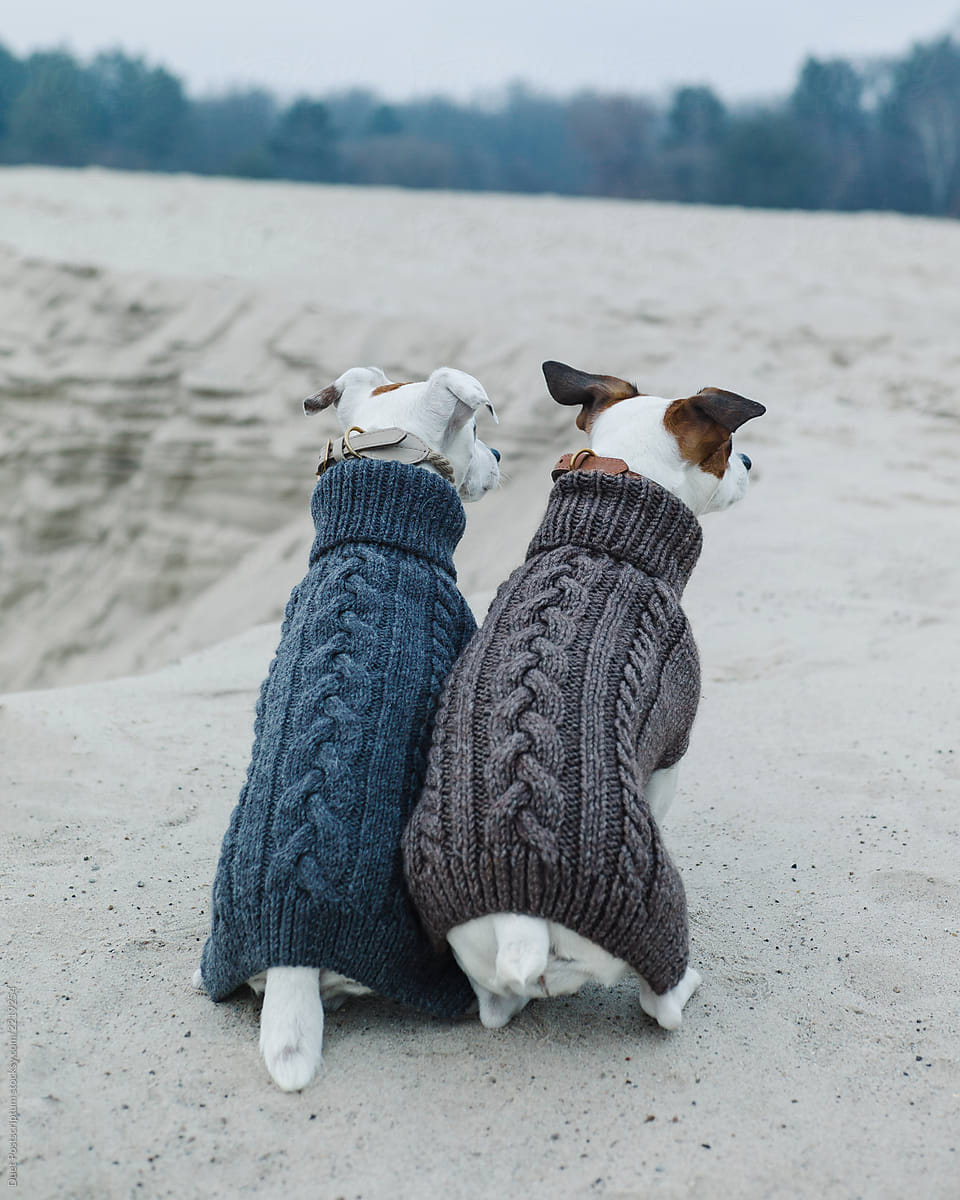 Two dogs in sweaters are sitting on the beach.