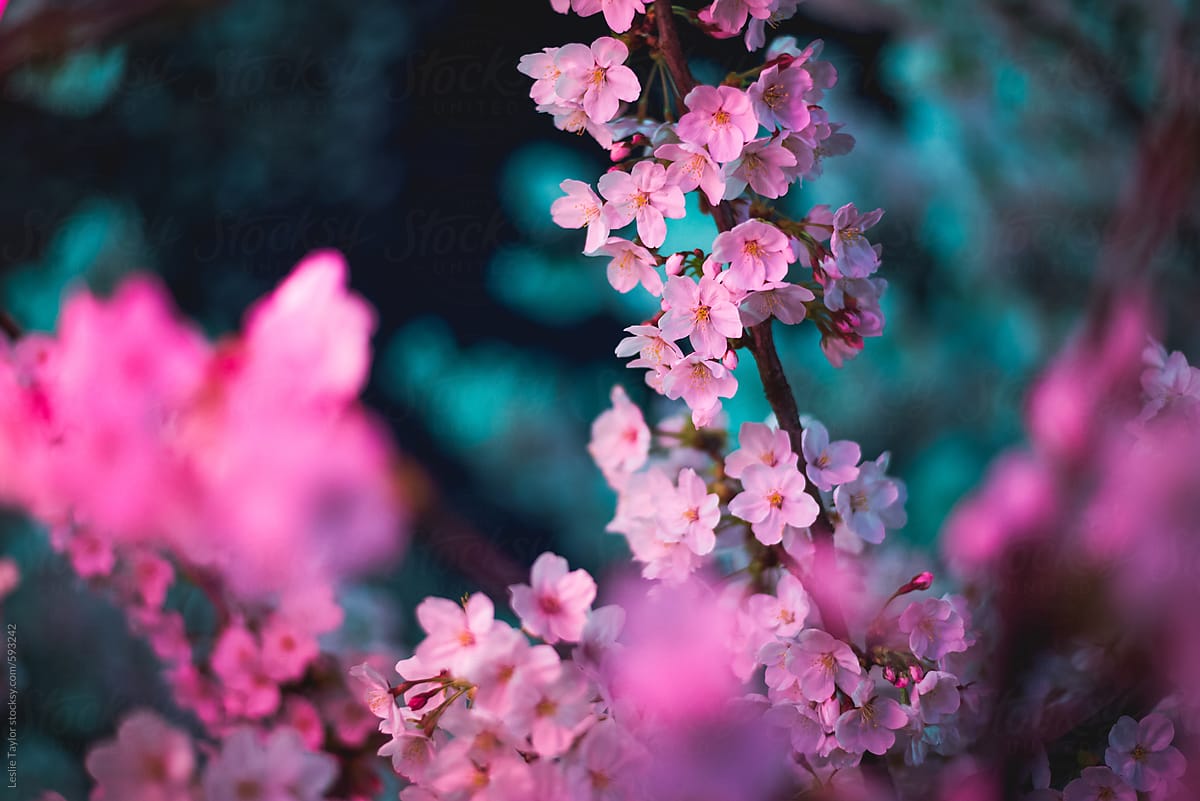Cherry Blossoms In Pastel Colors