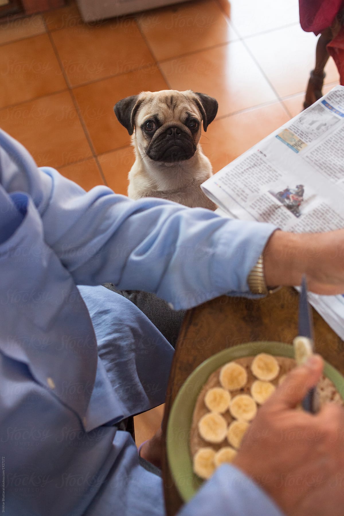 Bhunte, the naughty pug, begging for breakfast in a south asian household.