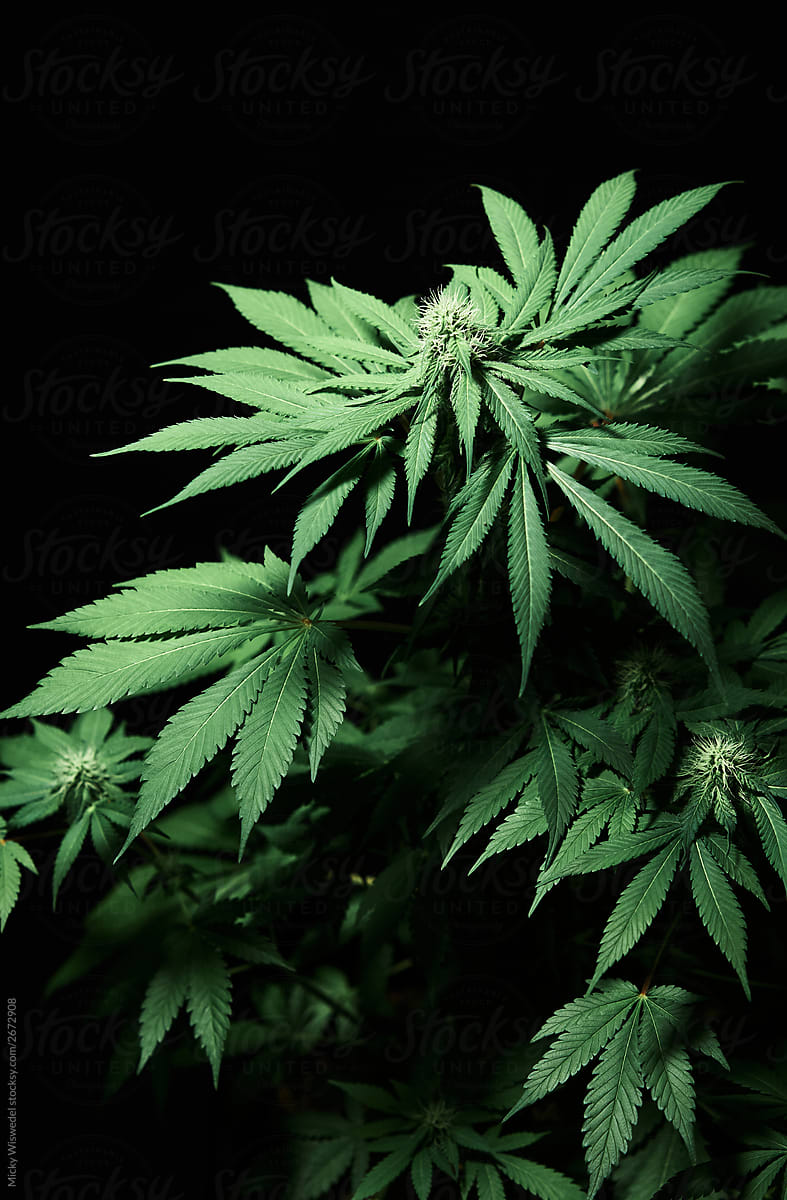 cannabis plant in lab