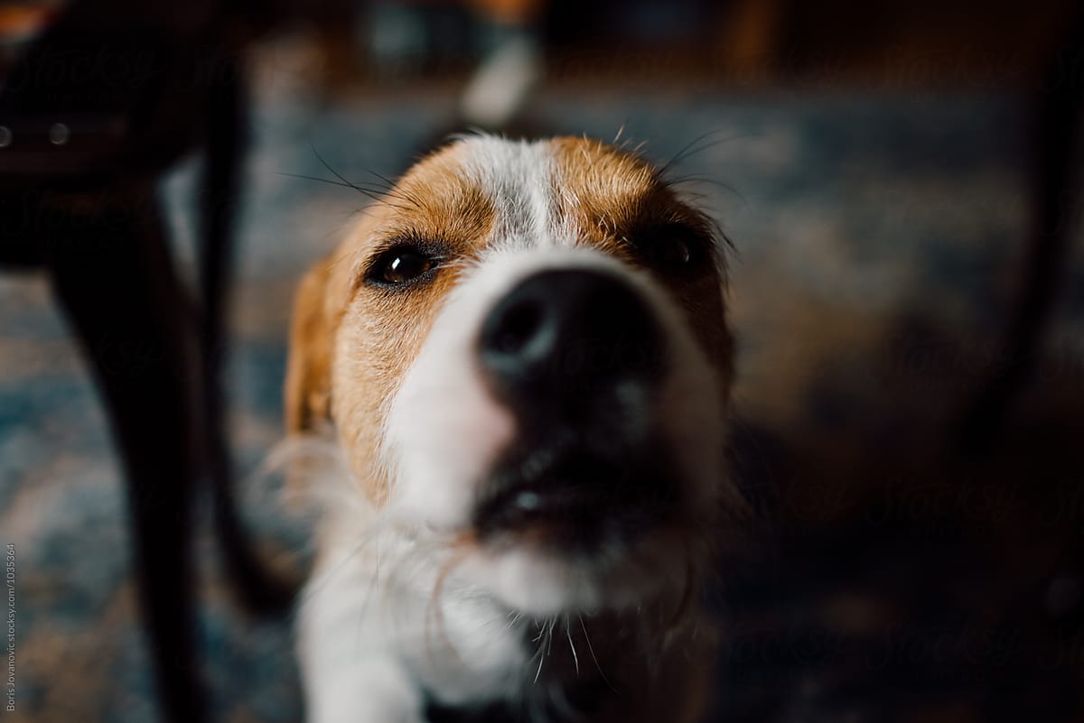Close up of a dog indoor