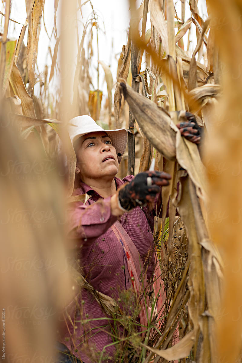 Woman using her farm tools to harvest ears of dry corn