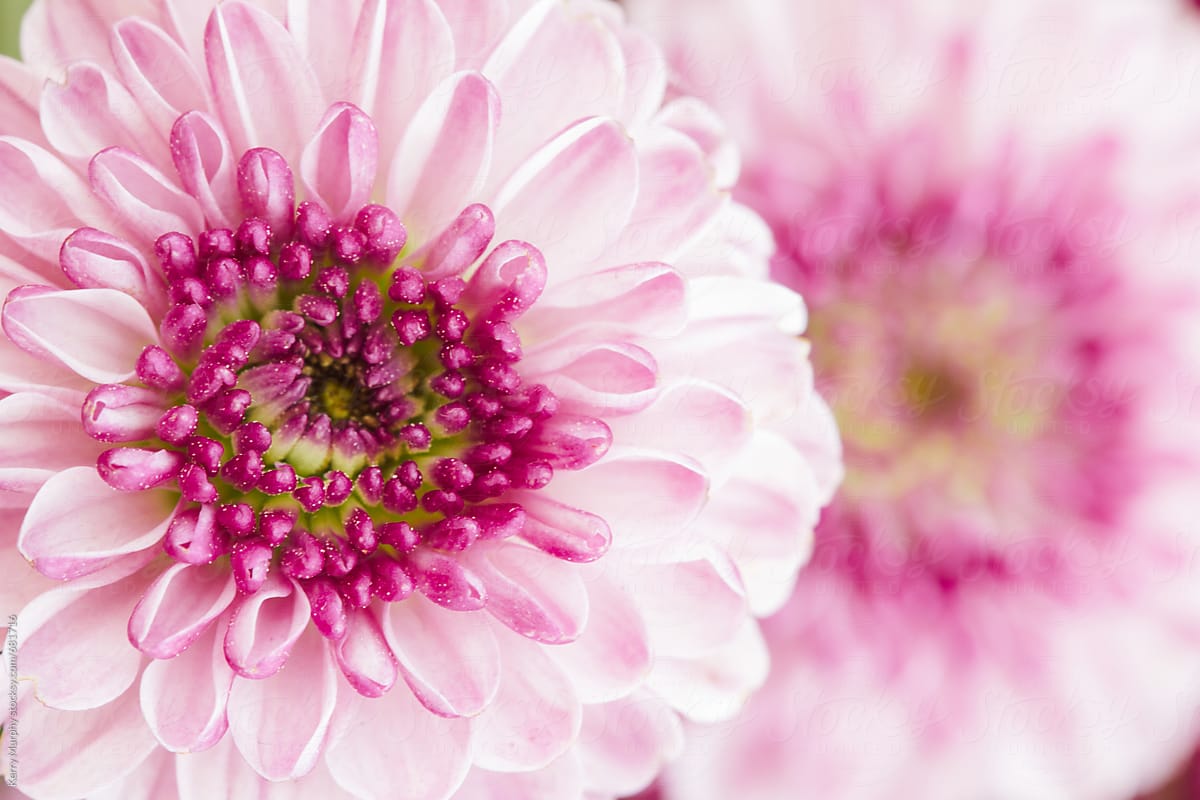 Macro of vibrant pink flowers with pastel petals
