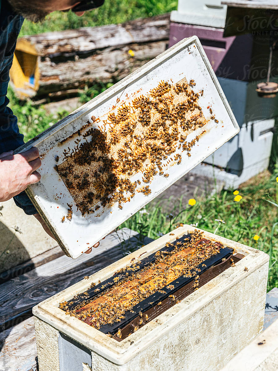 Bee farmer holding honeycomb of bees